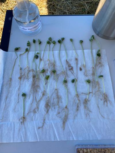 Dia de Campo Coprossel -Evento reuniu produtores, lideranças e empresas parceiras para apresentar tecnologias 